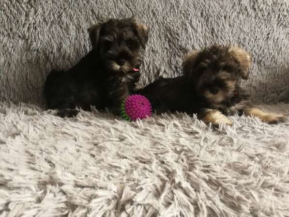 Щенки цвергшнауцера в фото 3