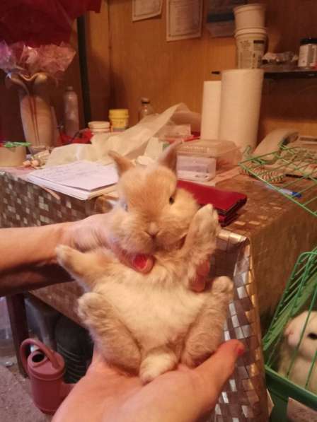 Карликовые декоративные мини кролики от заводчика в Москве фото 8