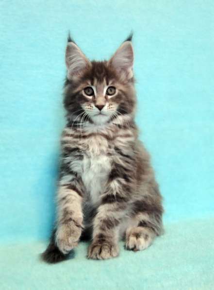 Кошечка мейн-кун из питомнника в Казани фото 30