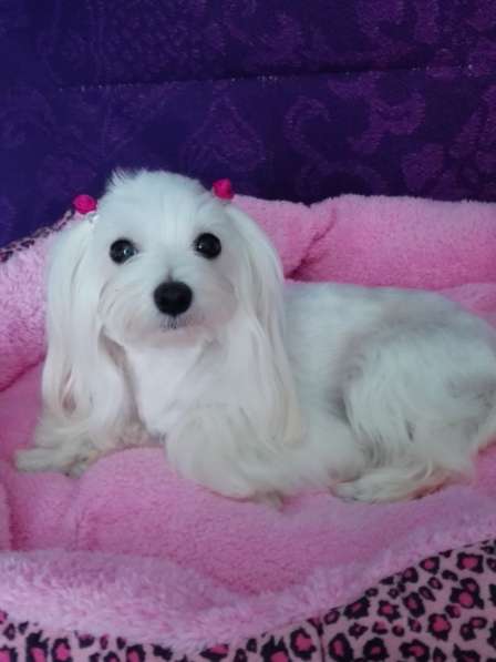 Мальтезе лучший друг в Москве фото 7