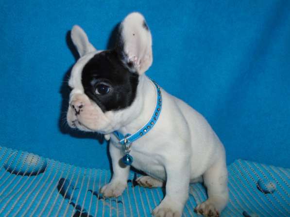 Французский бульдог элитные щенки в Москве фото 17