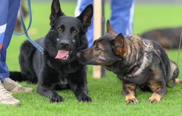 Щенок немецкой очарки черный кобель в Москве фото 5