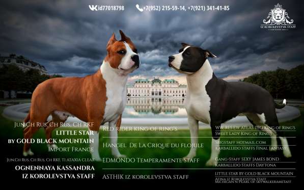 Щенки амфтаффа в Санкт-Петербурге фото 3