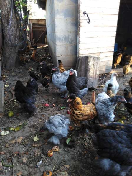 Павловские золотые и кохинхины в Зарайске фото 24