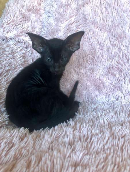 Черные эльфы