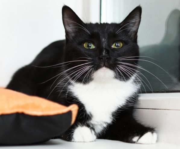 В поисках дома маленькая Зося в Москве фото 3