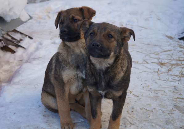 Дана, 1 год, ищет дом! в Раменское фото 18