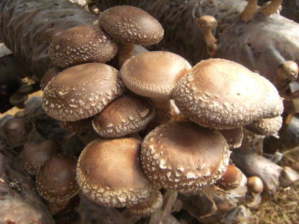 Мицелий грибов почтой! в Тюмени