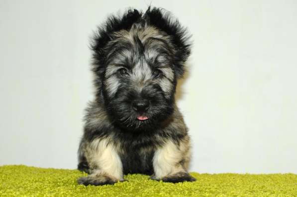 The Skye Terrier. Puppies в фото 5