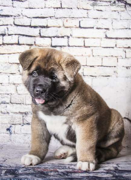 Щенки Американской акиты