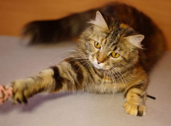 Принцесса Липа в Санкт-Петербурге