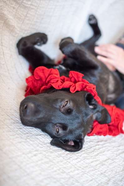 Линси - щенок метис лабрадора в дар в Москве фото 3