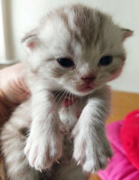 Продам двух шотландских вислоухих котят. Родословнач в фото 10