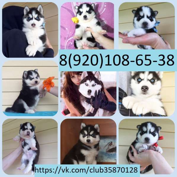 Щеночки сибирской хаски. Черно-белые в Гаврилов-яме