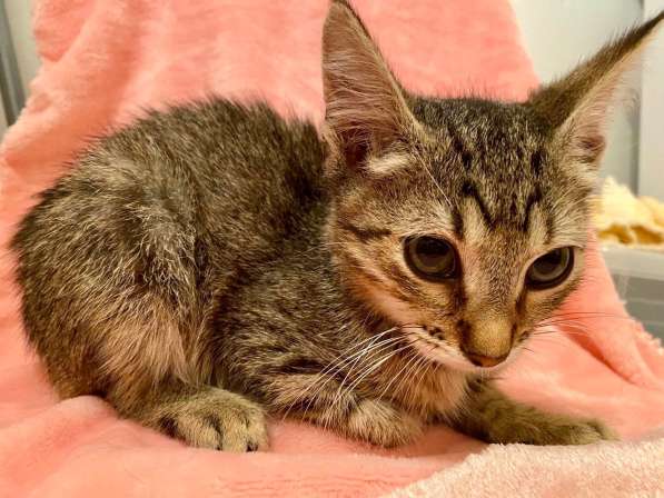 Котенок Мики - лучистое счастье в дар в Москве фото 6