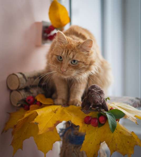 Рыжий кот Желточек в добрые руки в Москве фото 9