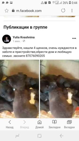 Отдам щеночков в добрые, любящие руки в фото 3