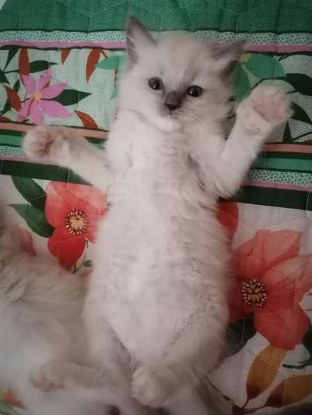 Котята Регдолл в Москве фото 30