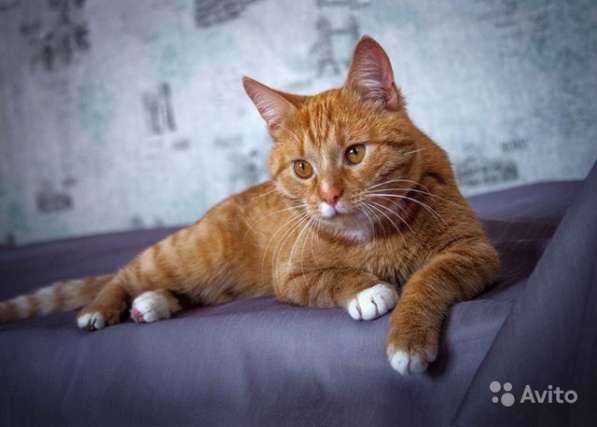 Ласковое солнышко Марсель, молодой домашний котик в Москве фото 6