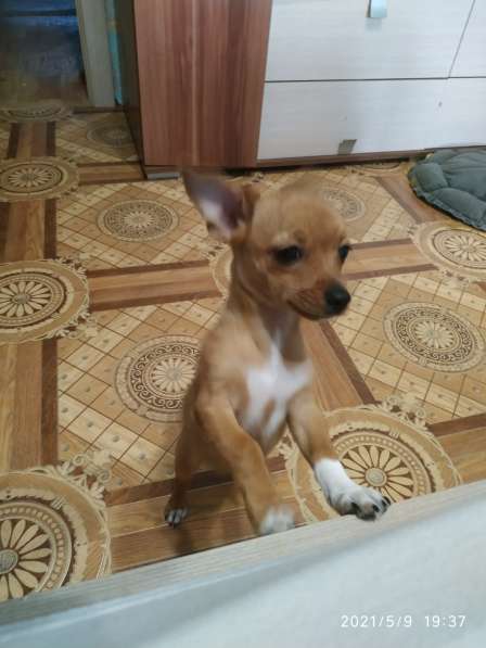 Щенки чихуахуа в Тольятти фото 11