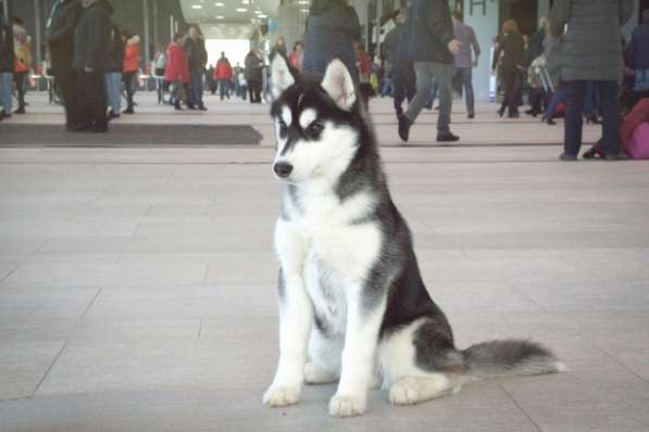 Очаровательный щенок Сибирский Хаски от интерчемпиона в Санкт-Петербурге фото 4