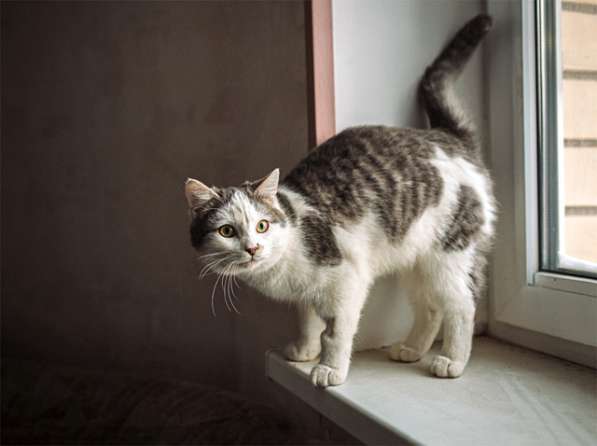 Котенок-подросток Маркиз, обаятельный позитивчик в дар в Москве