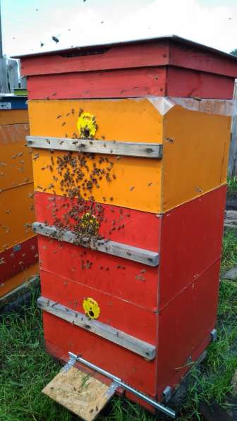 Мёд пчелиный Местный для жителей Кургана и пригорода 1,3кг в Кургане фото 8