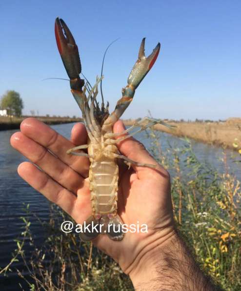 Австралийский красно-клещевой рак в Краснодаре фото 5