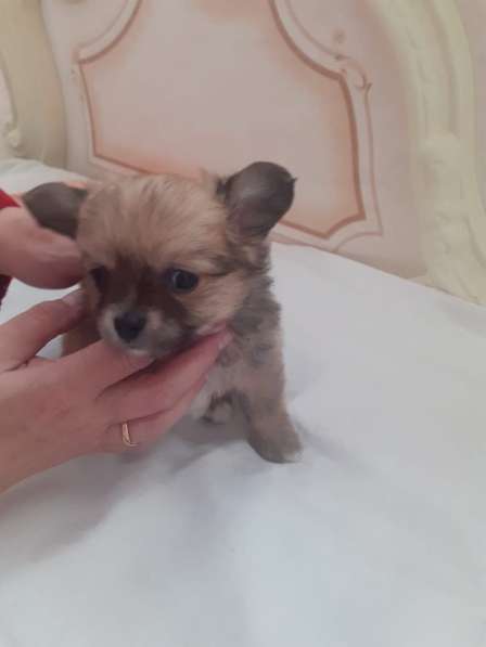 Поодам щенков чихуа в Дмитрове фото 3