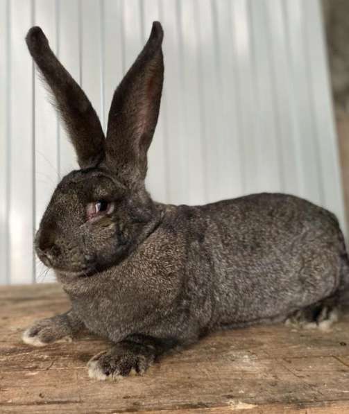 Кролики Гиганты Немецкий, Бельгийский Великан в Брянске фото 6