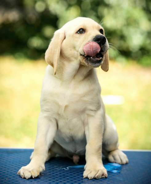 High quality Labrador Retriever puppies в фото 42