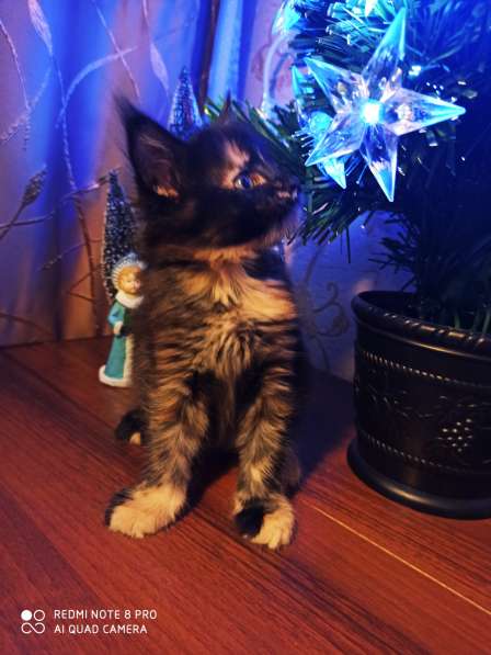 Продажа котят мейн кунов в Снежинске фото 14