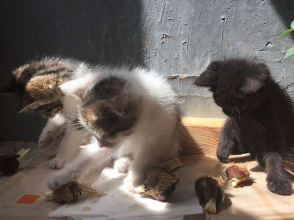 Котята в подарок) в фото 5