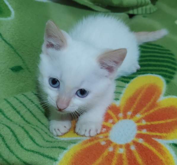 Милые котята в фото 3