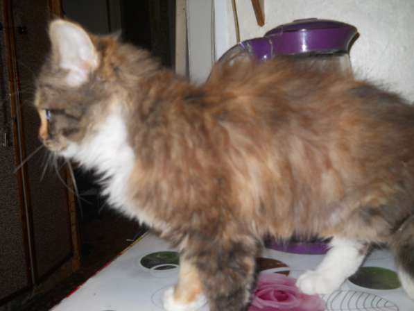 Котёнок в дар в Рыбинске фото 8