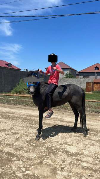 Лошадь в Махачкале