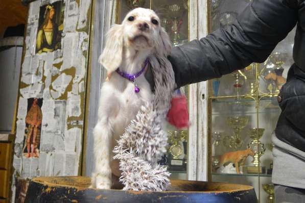 Английский сеттер щенки из элитного питомника в Москве фото 46