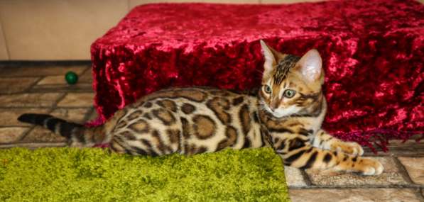 Бенгальские котята из питомника. Sale Bengal kittens! n 24 в 