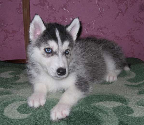 Мальчик Хаски в Москве фото 8