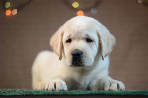 Щенки лабрадора ретривера в фото 10