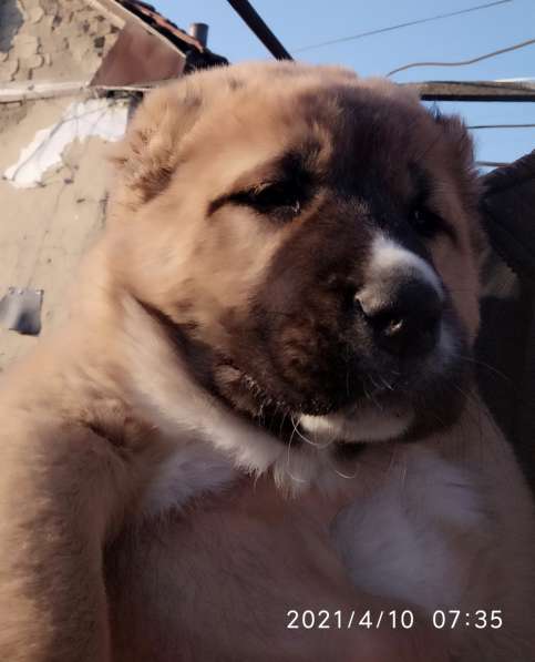 Продаются щенки алабая в фото 31