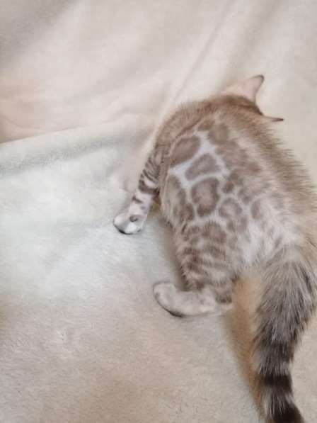 Snow Bengal cat в 