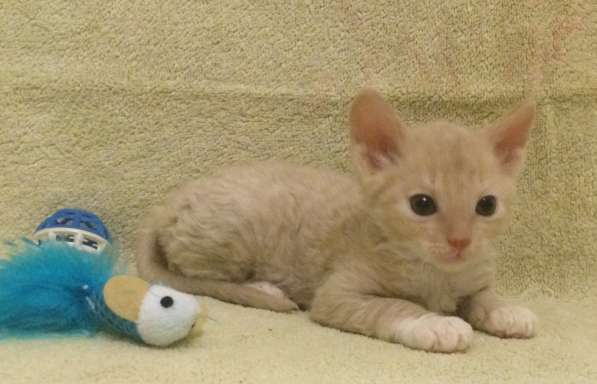 Неаллергенный Уральский Рекс Клубничный Муррмилад)