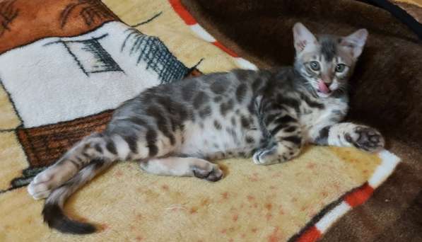 Котенок редкой породы серенгети в фото 6