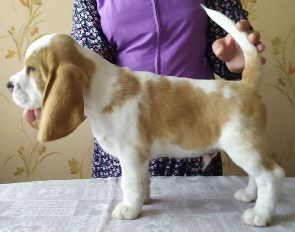 Бигльс документами РКФ в Санкт-Петербурге фото 11