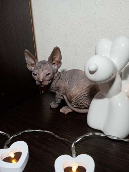 Котята донского сфинкса в фото 10
