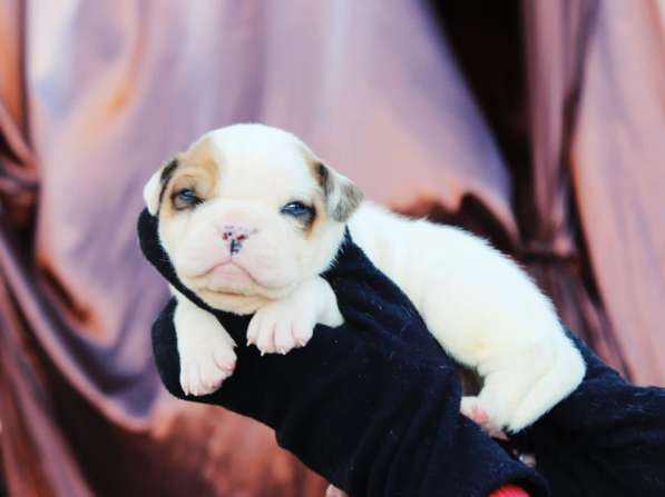 Американские бульдоги в Москве фото 17