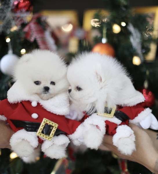 Шпиц микро в Москве фото 3