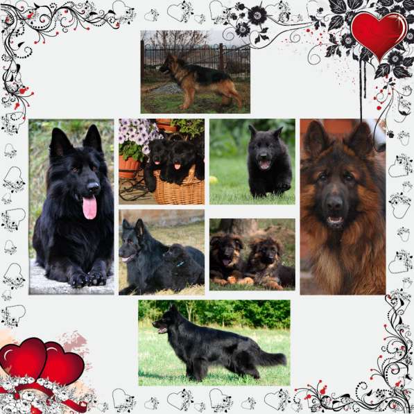 Черный щенок немецкая длинношерстная овчарка в Алуште фото 9