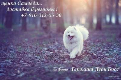 Самоед щенки в Екатеринбурге фото 6